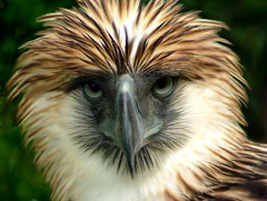 A Philippine Eagle in Davao, Philippines