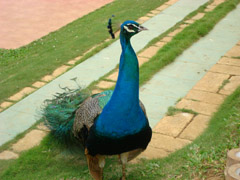 A peacock in Davao, Philippines